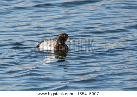 A Greater Scaup in the water of lake Michigan during spring migration.