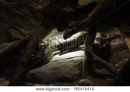 A Burmese python laying under a heat lamp