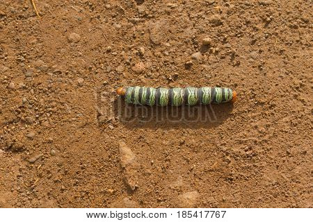 Coloured Caterpillar in dirt road and shadow
