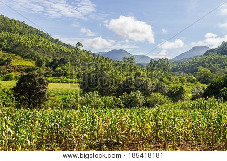 Corn Plantation In Valley