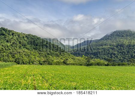 Soy Plantation And Forest