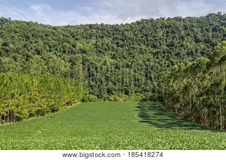 Soy Plantation And Eucalyptus And Pine Forest