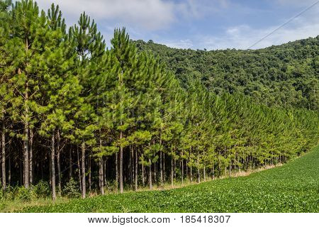 Soy Plantation And Pine Forest