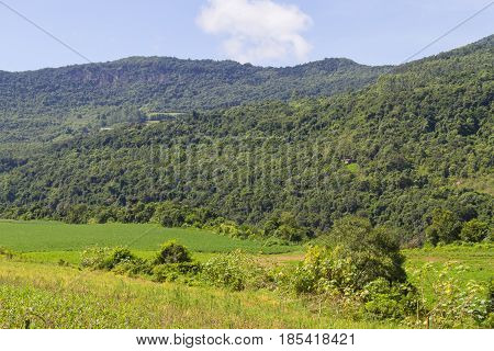 Forest And Farm