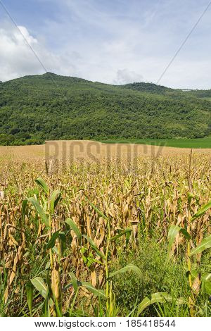 Forest And Corn Plantation