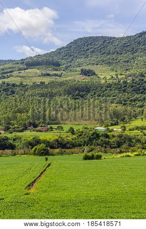 Soy Plantation And Farm