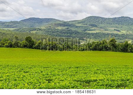 Soy Plantation And Farm