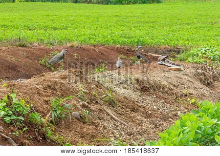 Southern Lapwing in Soy plantation in Linha Alegre Mucum Rio Grande do Sul Brazil