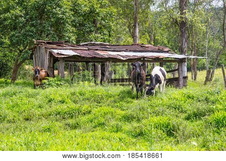 Cows In The Farm