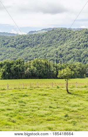 Plantation And Forest