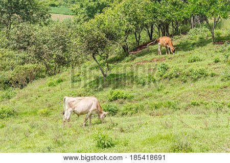 Cow Eating In The Field