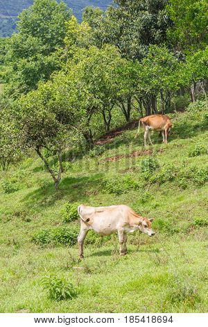 Cow Eating In The Field