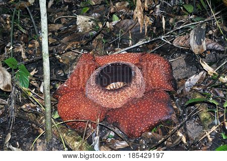 Rafflesia Keithii Flower, A Parasitic Flowering Plant In The Genus Rafflesia Endemic To Sabah In Bor
