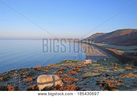 Shep by Rhossili beach on the Gower Peninsular