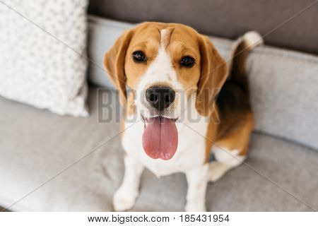 Portrait of a beagle dog. Sitting on the couch, sticking out her tongue and looking into the camera