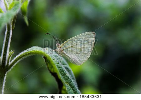 Green butterfly in the National Park Waraira Repano (El Avila), Caracas-Venezuela.