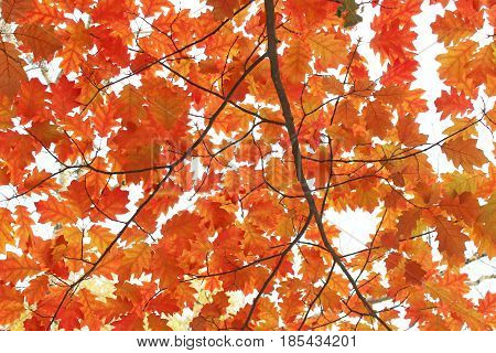 oaken yellow leaves in the autumnal park