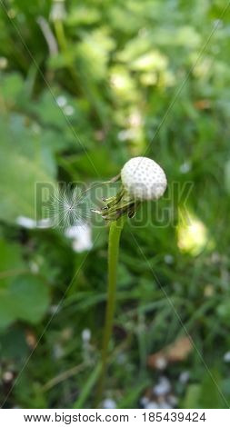 A close up of a dendelion that has gone to seed.