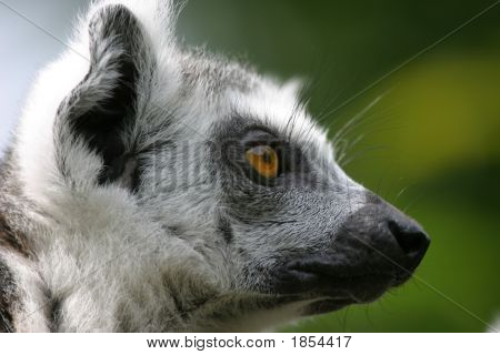 Perfil de lémures de Madagascar
