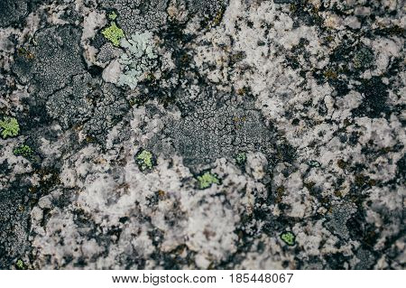 Rock, lichen and moss texture and background. Mossy stone background. Abstract texture and background for designers. Mossy stone texture. Closeup view of lichen and moss.