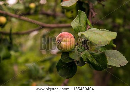 Ripening apple on a branch in the garden