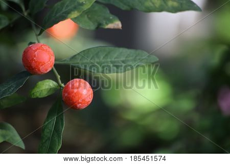 Solanum Pseudocapsicum, Commonly Known As The Jerusalem Cherry, With Fruits