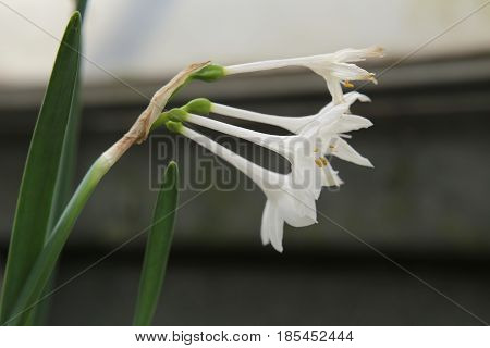 Blossoms Of Narcissus Broussonetii, Species Of The Genus Narcissus (daffodils)