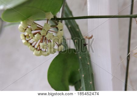 Hoya Australis, Commonly Known As The Waxvine Or Common Waxflower