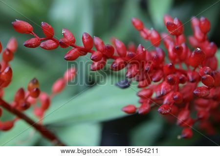Red Inflorescence Of A Bromeliaceae Plant Species