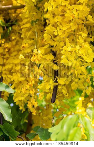 Close-up of a Ratchaphruek flower slective focus and with a very shallow depth of field. Thai national flower.
