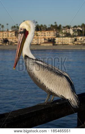 Pelican sitting on a pier railing in Oceanside California.
