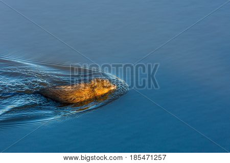 Muskrat (Ondatra zibethicus) swimming in Lake Wausau in springtime
