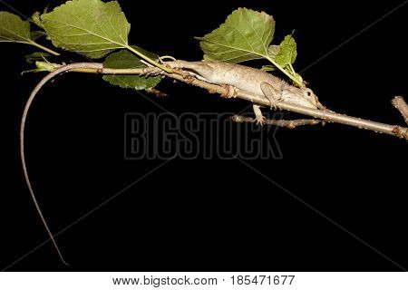 Chameleon , izard, Iguana, Gecko or Skink in Thailand : Sleep on Mulberry Tree.