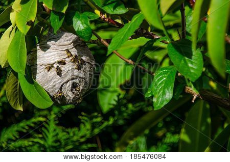 Paper Wasp nest hanging on tree branch