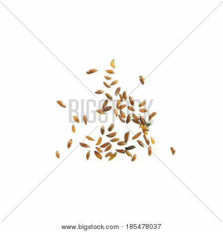 Seeds of dahurian gentian (Gentiana dahurica) isolated on white background