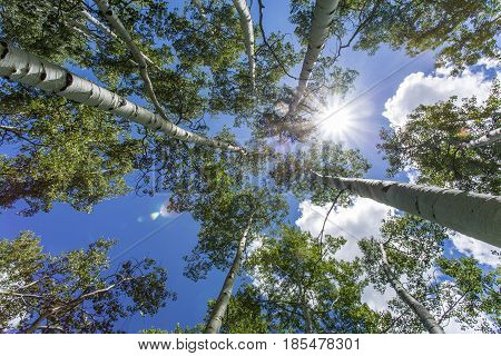 Green quaking aspen trees photographed against a blue sky and the sun with lens flare. Photographed in the Manti-Lasal National Forest in Utah.