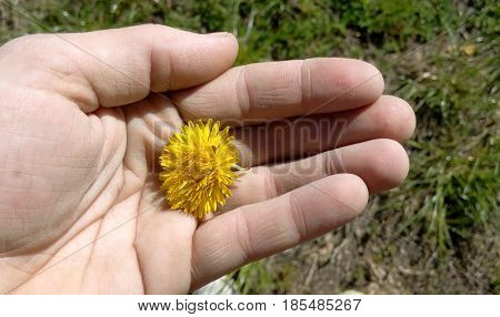Yellow dandelion in the palm of your hand background of grass
