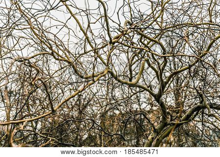 Trees with interwoven branches like spider webs
