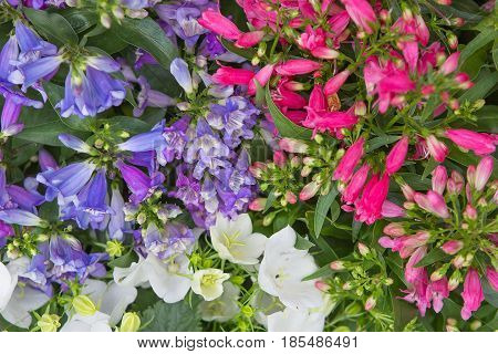 Closeup Of Beardtounges And Bellflowers.