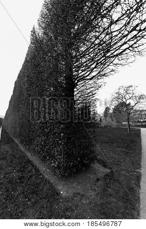 Tree And Bush Fence, Royal Botanic Garden, Edinburgh, Scotland- Monochromatic