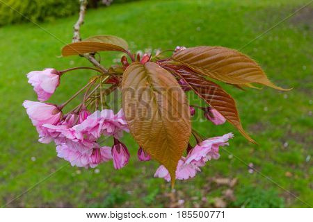 Blossoms And Leaves Of Kwanzan Cherry Tree, Jesmond Dene, Newcastle