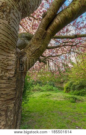 Trunk Detail Of Cherry Tree, Jesmond Dene Park, Newcastle, Uk