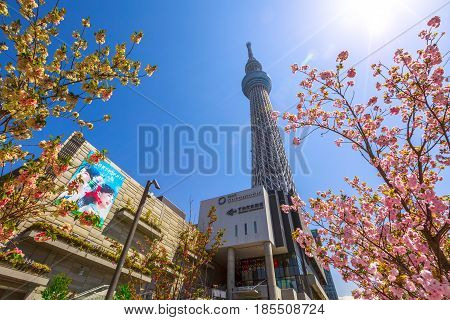 Tokyo, Japan - April 19, 2017: Tokyo Skytree with cherry blossoms in full bloom. Tokyo Skytree is the tallest tower in the world, broadcasting and observation tower in Sumida District. Blue sunny sky.