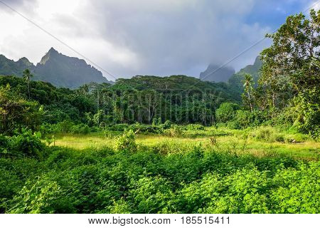 Moorea Island Jungle And Mountains Landscape