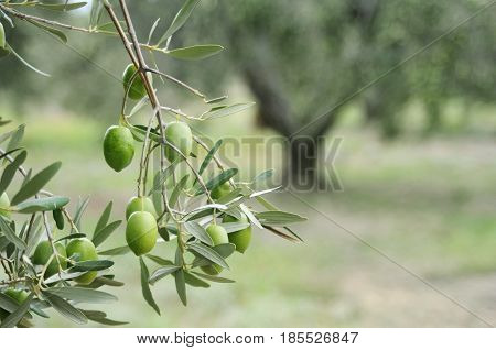 Greek olive grove detail with branch and tree
