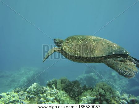Green turtle shimming above corals in Hawaii