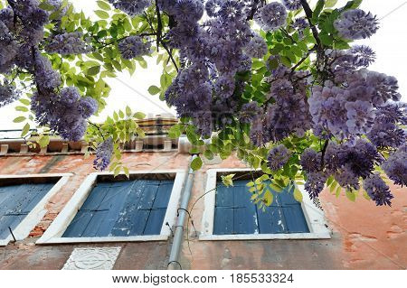 Wisteria flowers near a building in Venice Italy