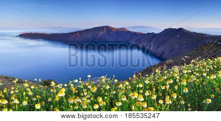 Wildflowers on Santorini