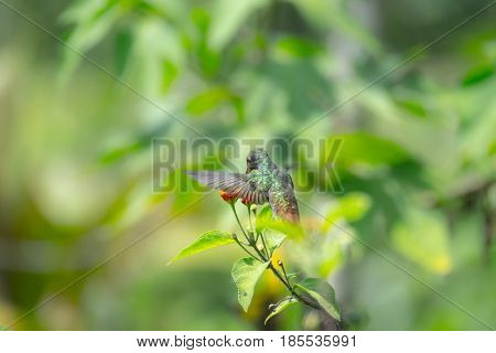 Rufous tailed hummingbird (Amazilia tzacatl) feeds in the wild. Costa Rica