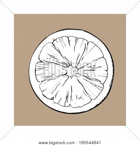 Top view round slice, half of ripe grapefruit, orange, black and white sketch style vector illustration on brown background. Hand drawn grapefruit cut in half, round slice